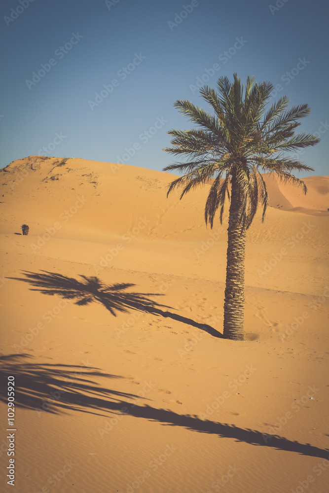 Palm trees and sand dunes in the Sahara Desert, Merzouga, Morocc