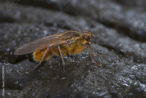 Scathophaga stercoraria, mosca amarilla del estiércol photo