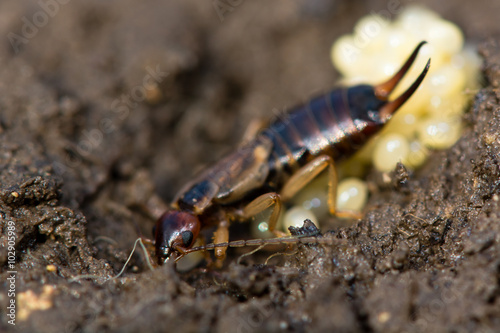 Common earwig (Forficula auricularia) with eggs. A female insect in the family Forficulidae with a nest of eggs
