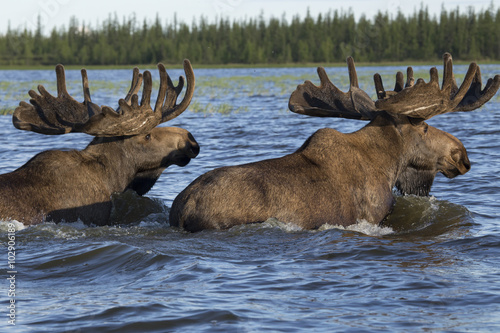 Two moose swimming in the lake. Reserve Eselyah. Yakutia. Russia.