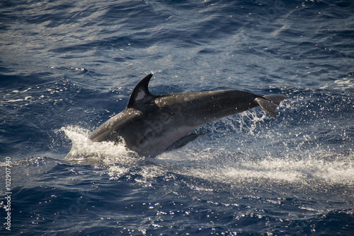 Grand dauphin, tursiops aduncus, Tristan da Cunha, Territoire britannique photo