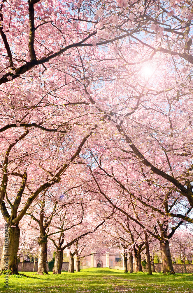 Fototapeta premium Farbe des Frühlings: Garten mit Japanischen Kirschblüten :) 