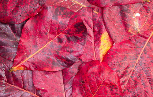 red leaf background and texture