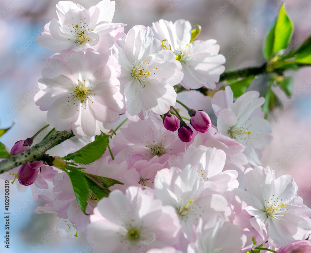 Spring Dream : Japanese cherry blossoms :)