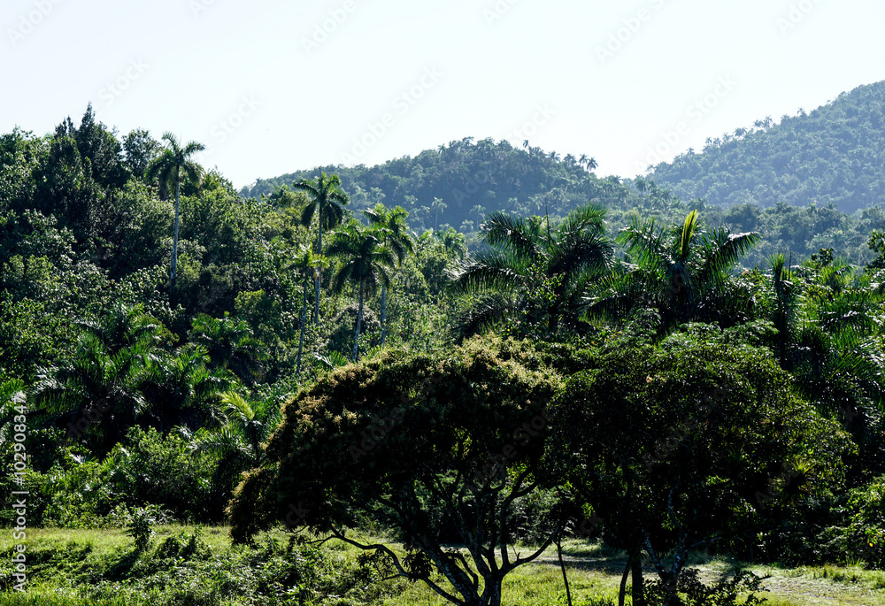 Obraz premium Tropical Forrest with palms