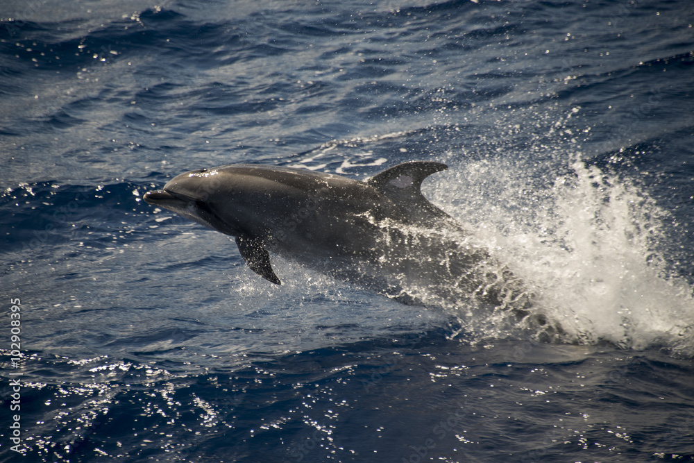 Fototapeta premium Grand dauphin, tursiops aduncus, Tristan da Cunha, Territoire britannique