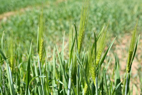 Wheat field or wheat farming