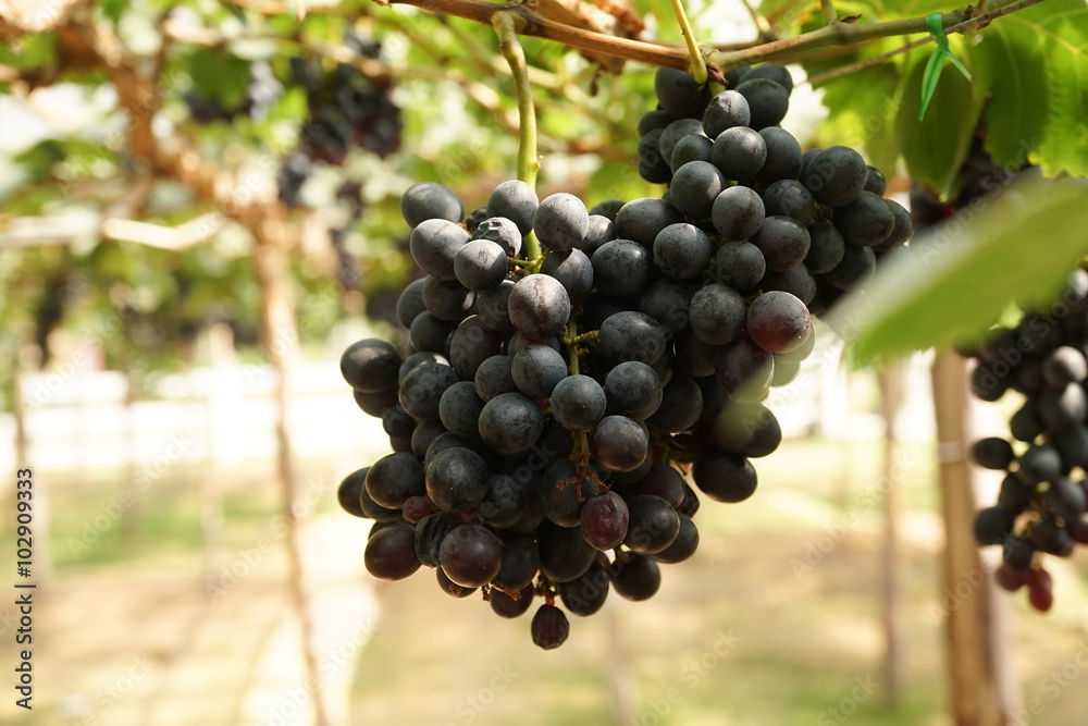 bunches of red grapes in the vineyard
