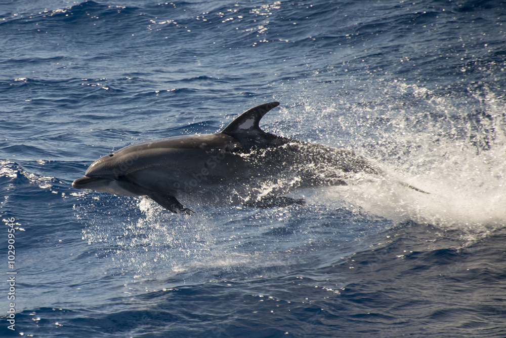 Obraz premium Grand dauphin, tursiops aduncus, Tristan da Cunha, Territoire britannique