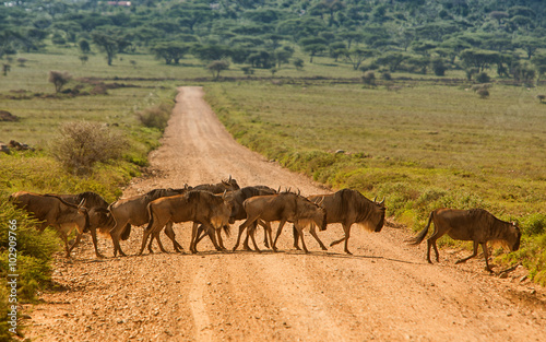Antylopy gnu w Parku Serengeti
