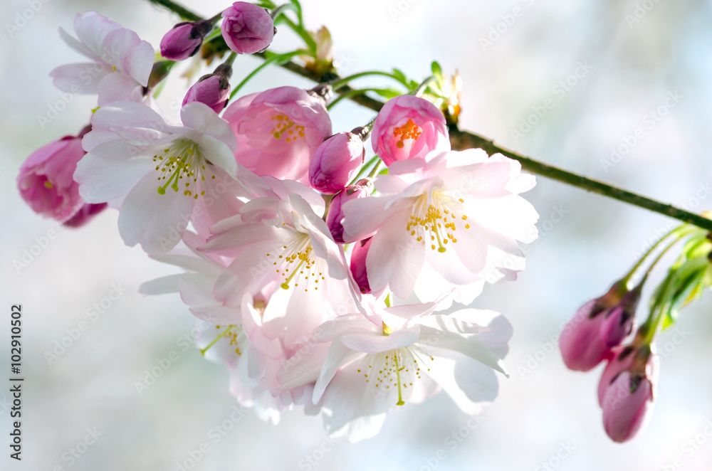 Naklejka premium Spring Dream : Japanese cherry blossoms :)