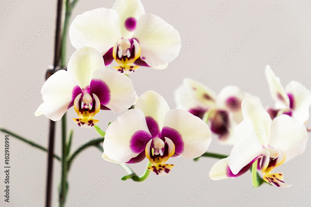 White Orchid on White Background, Close-up White Orchid on White Background, Close-up