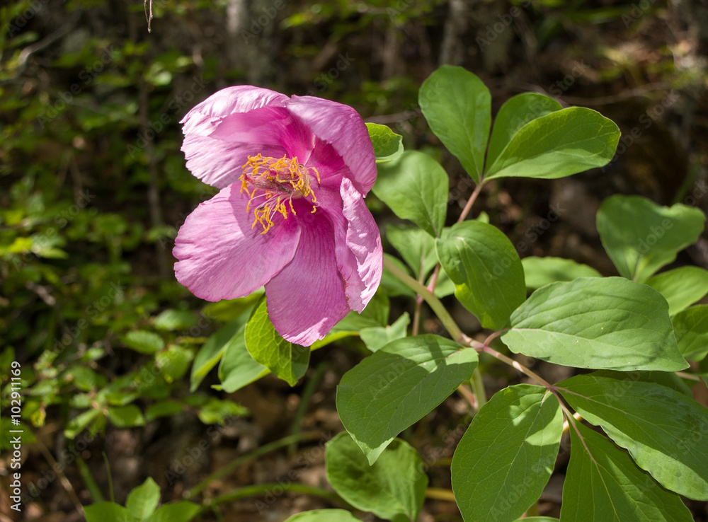 Wild peony blooming in the woods in the spring Wild peony blooming in the woods in the spring