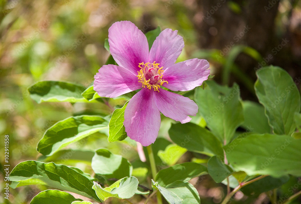 Wild peony blooming in the woods in the spring