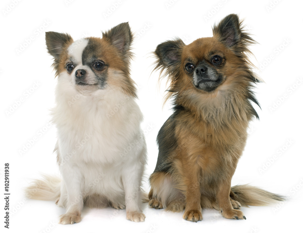 two little chihuahua two little chihuahua