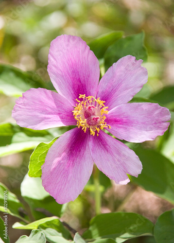 Wild peony blooming in the woods in the spring