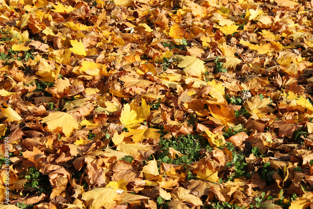 Yellow autumn leaves background Yellow autumn leaves background