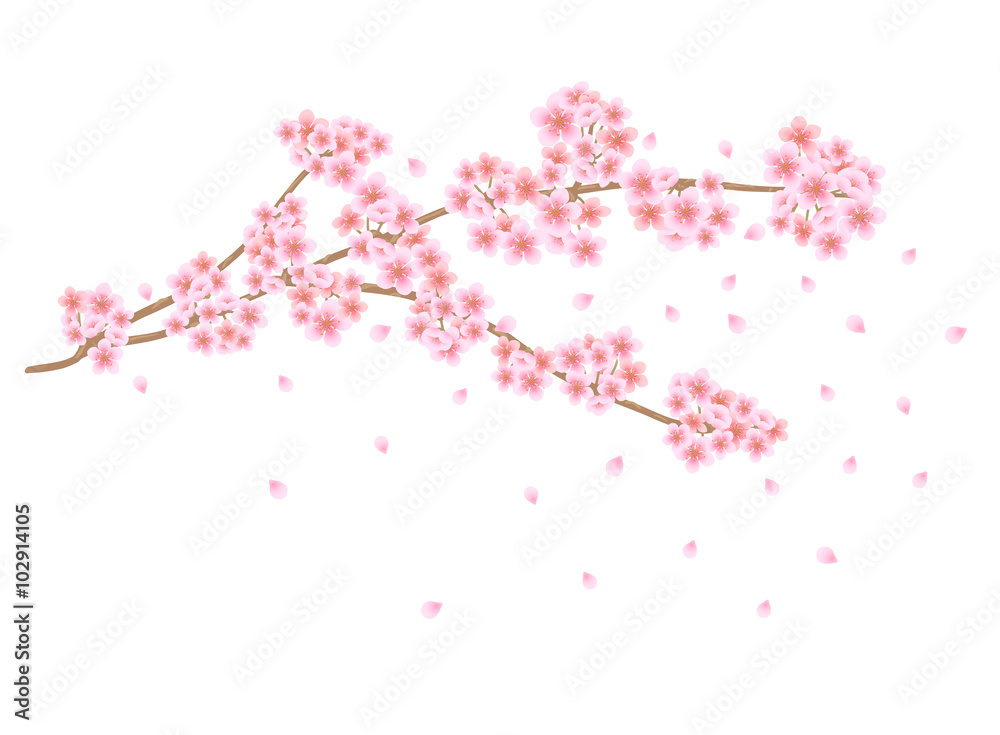 Sakura flowers branch