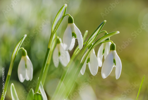 Fototapeta Naklejka Na Ścianę i Meble -  Snowdrops spring flower