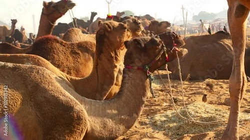 Locked-on shot of camels at Pushkar Camel Fair, Pushkar, Ajmer District, Rajasthan, India photo