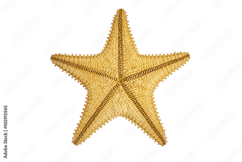 seastar starfish back on a white background seastar starfish back on a white background