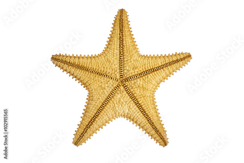 seastar starfish back on a white background