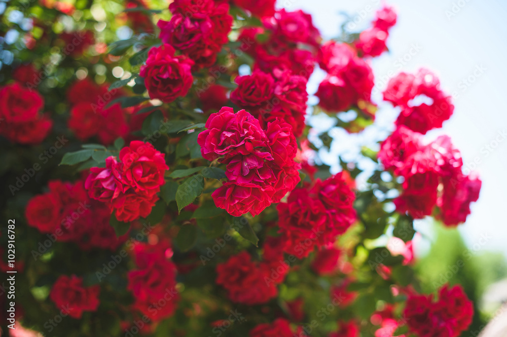 Red Rose Bush Red Rose Bush