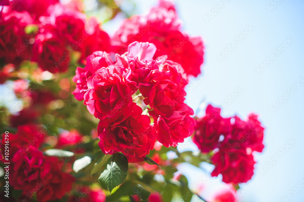 Red Rose Red Rose