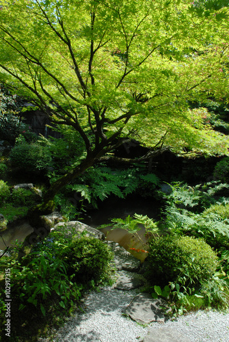 初夏の日本庭園
