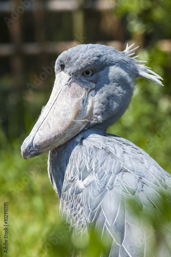 Shoebill, Abu Markub (Balaeniceps rex) photo