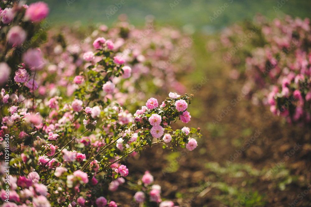 Obraz premium Rosebush with Pink Flowers