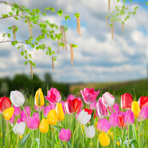 Fototapeta Naklejka Na Ścianę i Meble -  Spring landscape with tulip