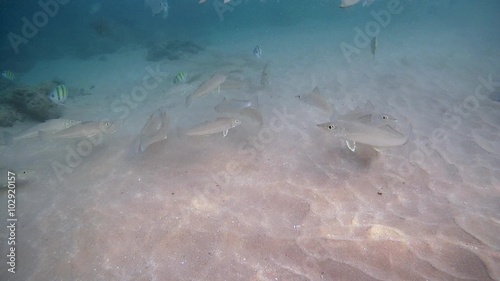 school of fish Silver sillago (Silago sihama) swims over a sandy bottom, Indian Ocean, Hikkaduwa, Sri Lanka, South Asia
 photo