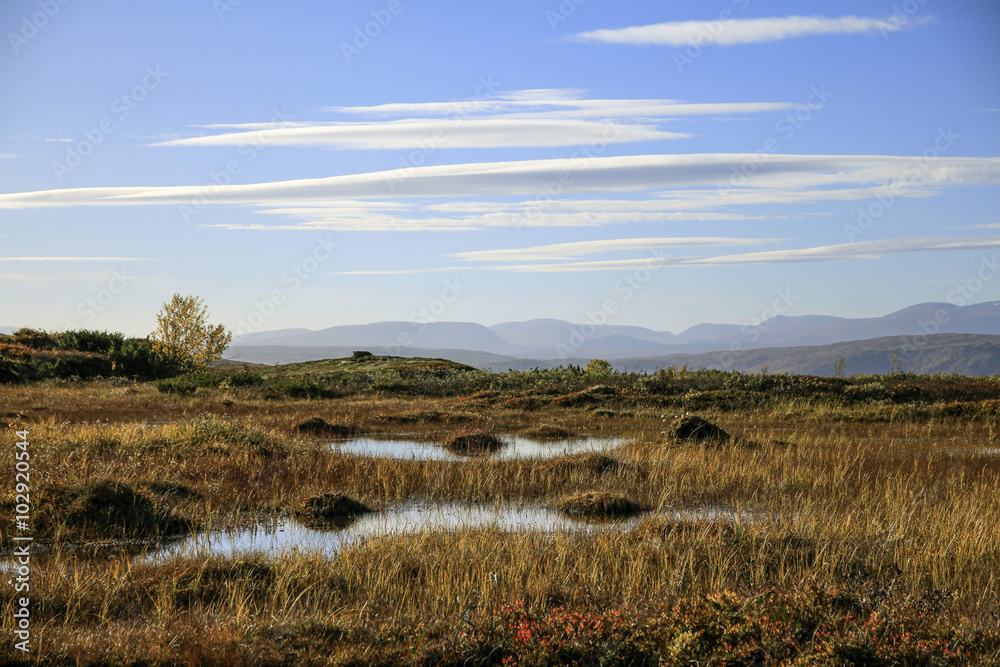 Swamp in the Forollhogda National park ( Norway) with cirrus clouds on the sky - the popular area for fishing , hunting , ski and just enjoy wonderful nature 