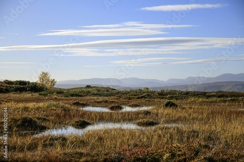 Swamp in the Forollhogda National park   Norway  with cirrus clouds on the sky - the popular area for fishing   hunting   ski and just enjoy wonderful nature 