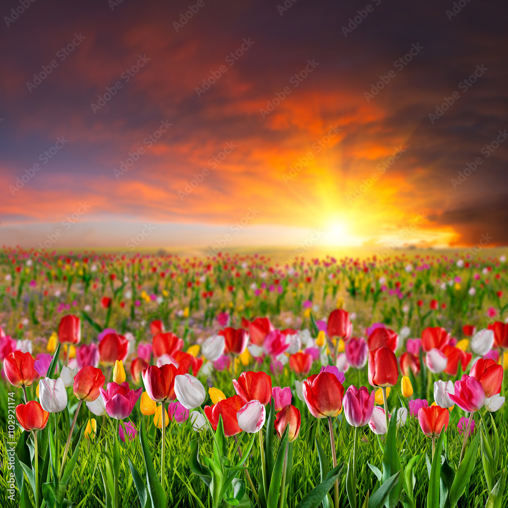 Large tulip flower meadow