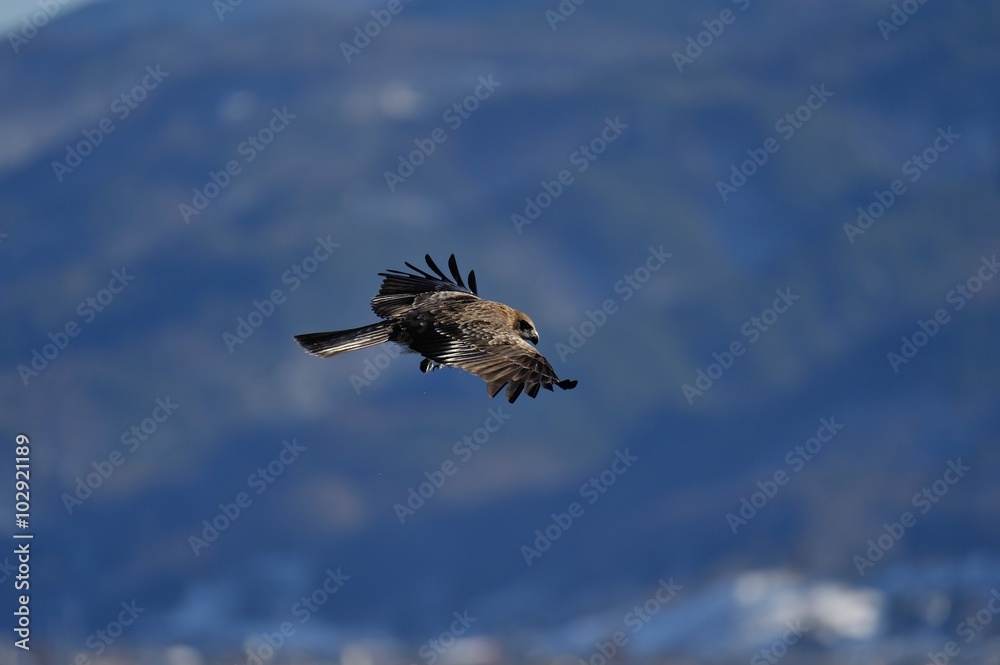 Fototapeta premium トビ