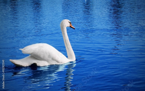 White swan floats in blue water