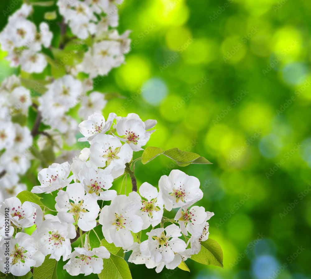Fototapeta premium Spring blossom with soft blur background