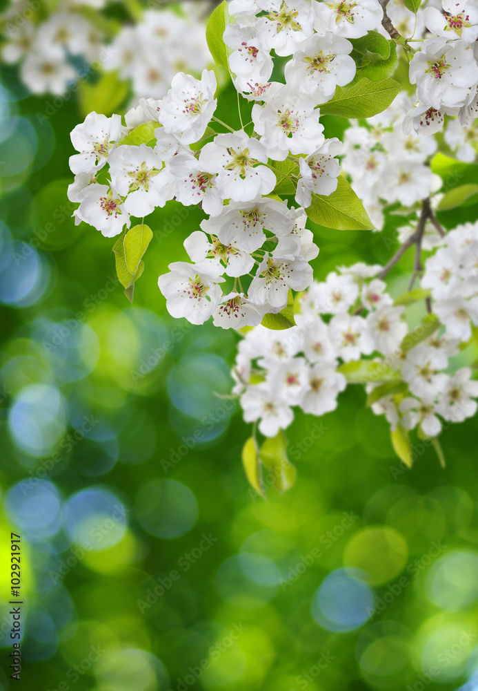 Spring blossom with soft blur background Spring blossom with soft blur background