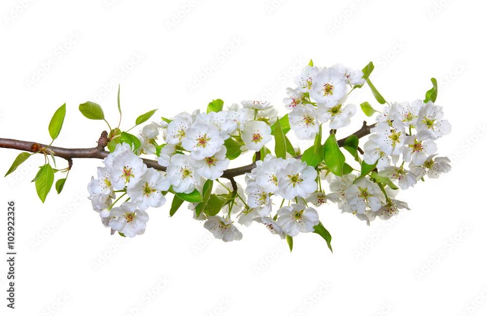 Obraz premium blossoms isolated on white
