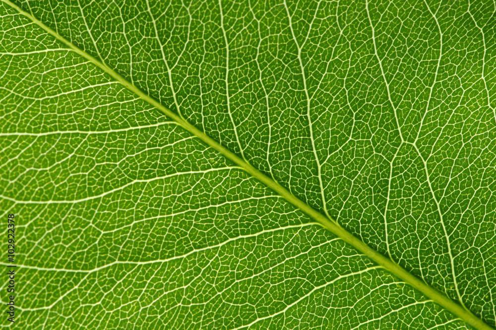  green leaf texture