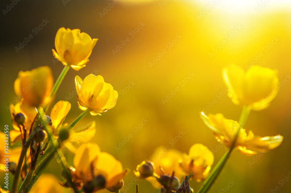 Obraz premium field of spring flowers