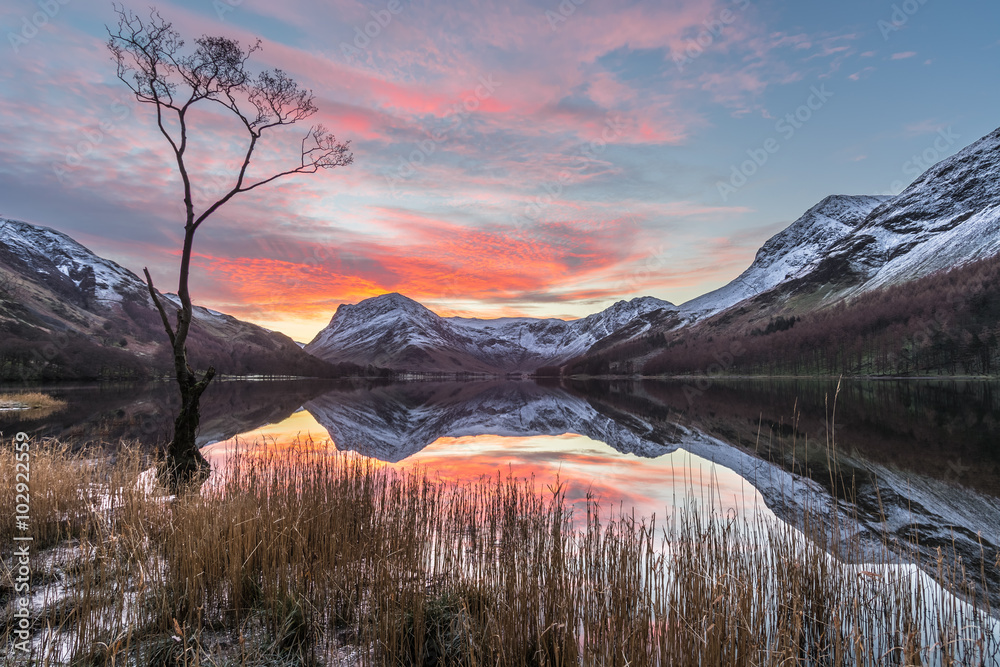 Fototapeta premium Dramatic winter sunrise at Buttermere in the English Lake District with calm reflections in lake and interesting lone tree.