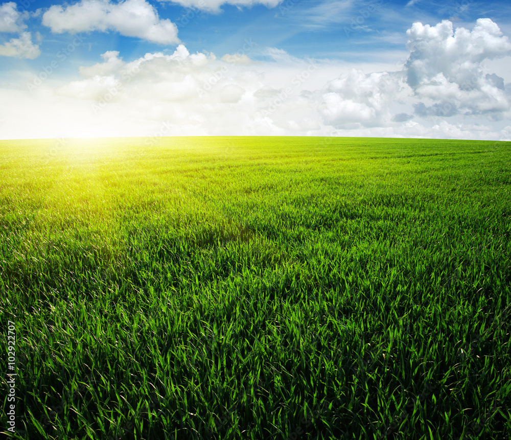 Obraz premium field and sun