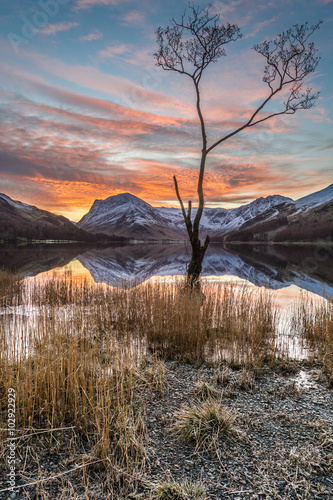 Beautiful orange winter sunrise at Buttermere in the Lake District, UK. The image features a lone tree in the right foreground with Fleetwith Pike in the background, capped in snow. photo