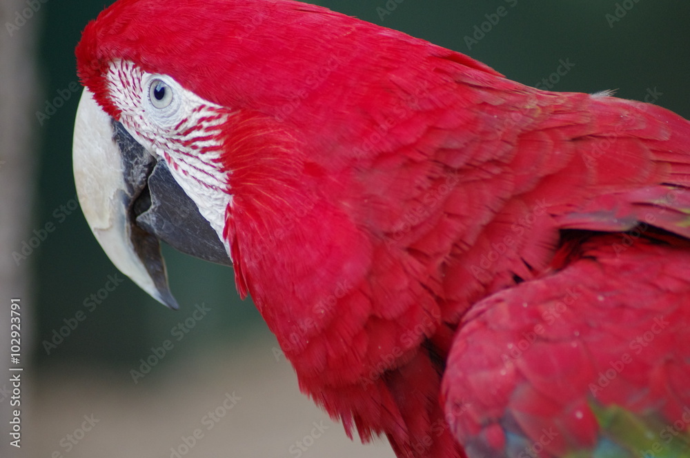 Perroquet Ara Rouge Stock Photo Adobe Stock