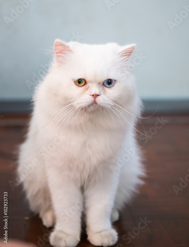 cute white Persian cat two color eyes