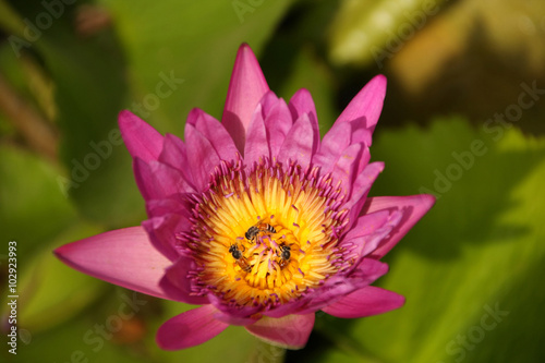 Purple water lily with bee in pollen  selective focus.