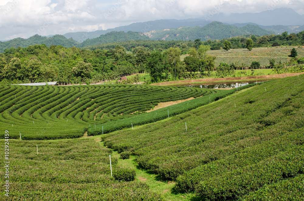 The tea plantation in Thailand